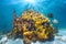 Colorful marine life in the sea underwater seascape Caribbean