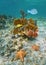 Colorful marine life underwater Caribbean sea