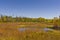 Colorful marsh in autumn colors