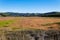 Colorful marsh grasses growing next to a river near Knysna, South Africa