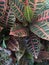 Colorful mass of croton leaves in a Florida garden