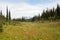 Colorful meadow in the sky