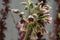 Colorful Mediterranean Bells flowers up close  scientific name Nectaroscordum siculum