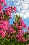 Colorful mediterranean flowers at sunny morning