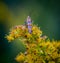 Colorful Milkweed bug sits on goldenrod flowers in a meadow