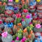Colorful miniature cacti at the flower market, Amsterdam,