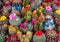 Colorful miniature cacti at the flower market, Amsterdam, Holland,