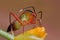 A colorful mirid bug/plant bug on orange wildflowe