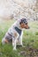 Colorful, mischievous Australian Shepherd puppy sitting under a cherry blossom tree on a romantic spring morning. A happy playful