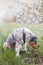 Colorful, mischievous Australian Shepherd puppy sitting under a cherry blossom tree on a romantic spring morning. A happy playful