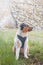 Colorful, mischievous Australian Shepherd puppy sitting under a cherry blossom tree on a romantic spring morning. A happy playful