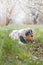 Colorful, mischievous Australian Shepherd puppy sitting under a cherry blossom tree on a romantic spring morning. A happy playful