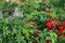 A colorful mixed flower border lush with red begonias, citronella plants