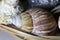 Colorful Mollusk Shells in a Brown Basket