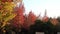 Colorful momiji trees in autumn season in Japan. Colorful momiji leaves.