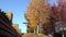 Colorful momiji trees in autumn season in Japan. Colorful momiji leaves.