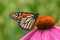 Colorful Monarch Butterfly on echinecea