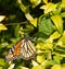 Colorful Monarch Butterfly laying eggs