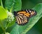 Colorful monarch butterfly on milkweed flowers