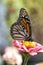 Colorful Monarch Butterfly on Zinnia Blossom - Danaus plexippus on