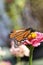 Colorful Monarch Butterfly on Zinnia Blossom - Danaus plexippus on