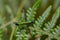 Colorful monkey grasshopper on a fern leaf - lateral view