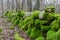 Colorful moss covered dry stone wall