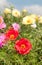 Colorful Moss Rose