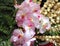 Colorful moth orchids in flower. Phalaenopsis orchids, beautiful