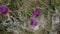 A colorful moth of the Zigenidi family flying on the jurinea mollis flowe