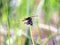 Colorful motionless butterfly sitting on empty dandelion flower on sunny summer day above green blur background