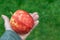 Colorful mottled apple in the hand of a man.