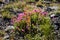 Colorful Mountain Flowers in Sierra Nevadas, California