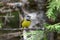 Colorful Mourning Warbler bird