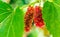 Colorful mulberry fruit of an unknown strange plant on a sunny day.