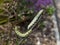 Colorful mullein moth caterpillars