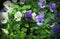 Colorful multicolored pansy viola flowers blooming in garden