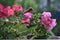 Colorful multiflora petunias