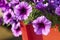 Colorful Multiflora Petunias