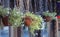 Colorful multiflora petunias in an wooden planter window box