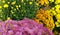 Colorful Mums