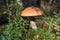 Colorful mushroom on the forest edge among moss and branches, side view