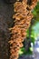 Colorful mushroom on tree bark closeup no people