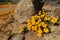 Colorful Namaqualand daisies - South Africa