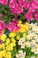 Colorful namesia flowers(Nemesia strumosa)