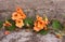 Colorful nasturtium flowers