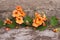 Colorful nasturtium flowers