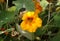 Colorful nasturtium flowers