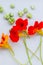 Colorful nasturtium flowers with green seeds on gray background.Top view