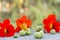 Colorful nasturtium flowers with green seeds on natural background